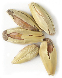 25 L. Victory Malt 