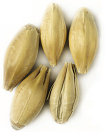 55 Lbs. Golden Promise Malt Whole (Actual Shipping Item)